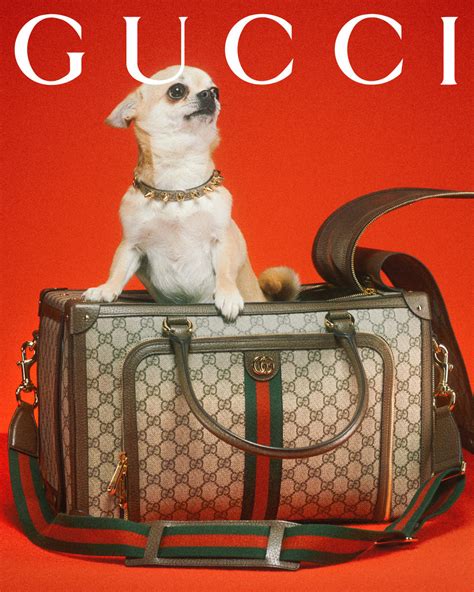 gucci pet taxeren|Designer Pet Collection .